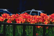 ChicagoTaxiandTulips.jpg
