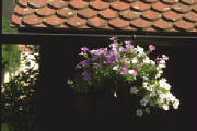FlowerBasketHanging.jpg
