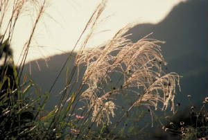 PampasGrass.jpg