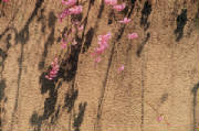 ShadowsofCherryBlossoms.jpg