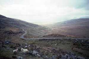 SheepinIreland.jpg