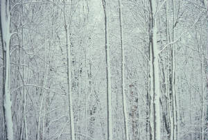 SnowyTreesrev.jpg