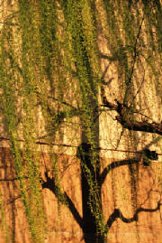 WillowBranches.jpg