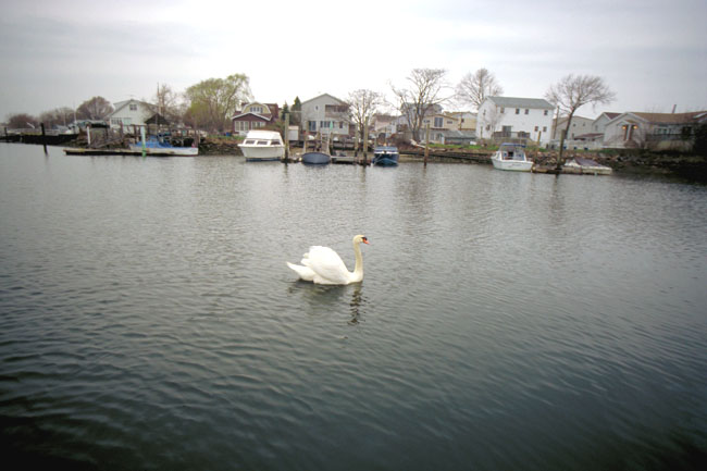 Swan.jpg